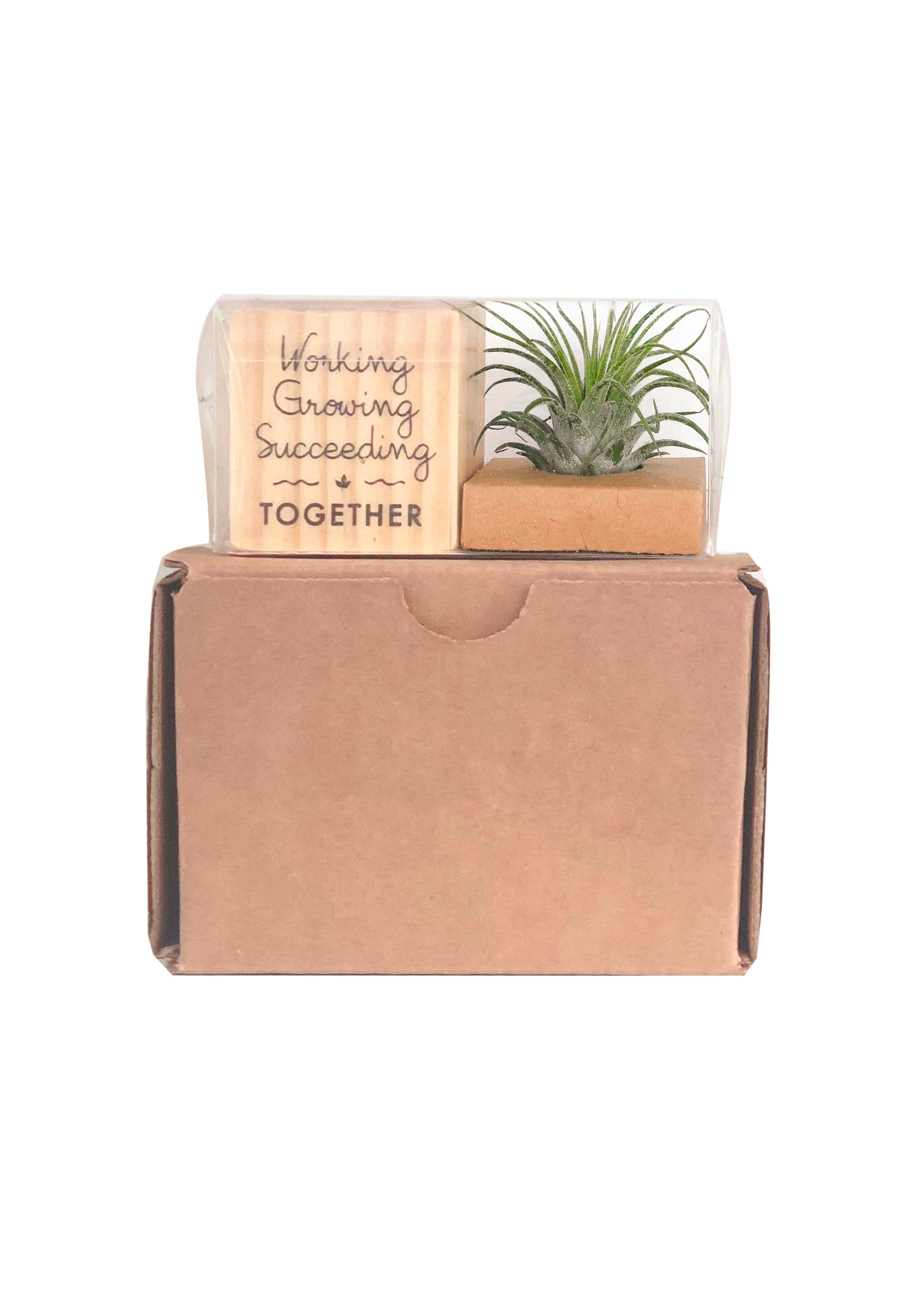 air plant gift box Air Plant – Swag Bar